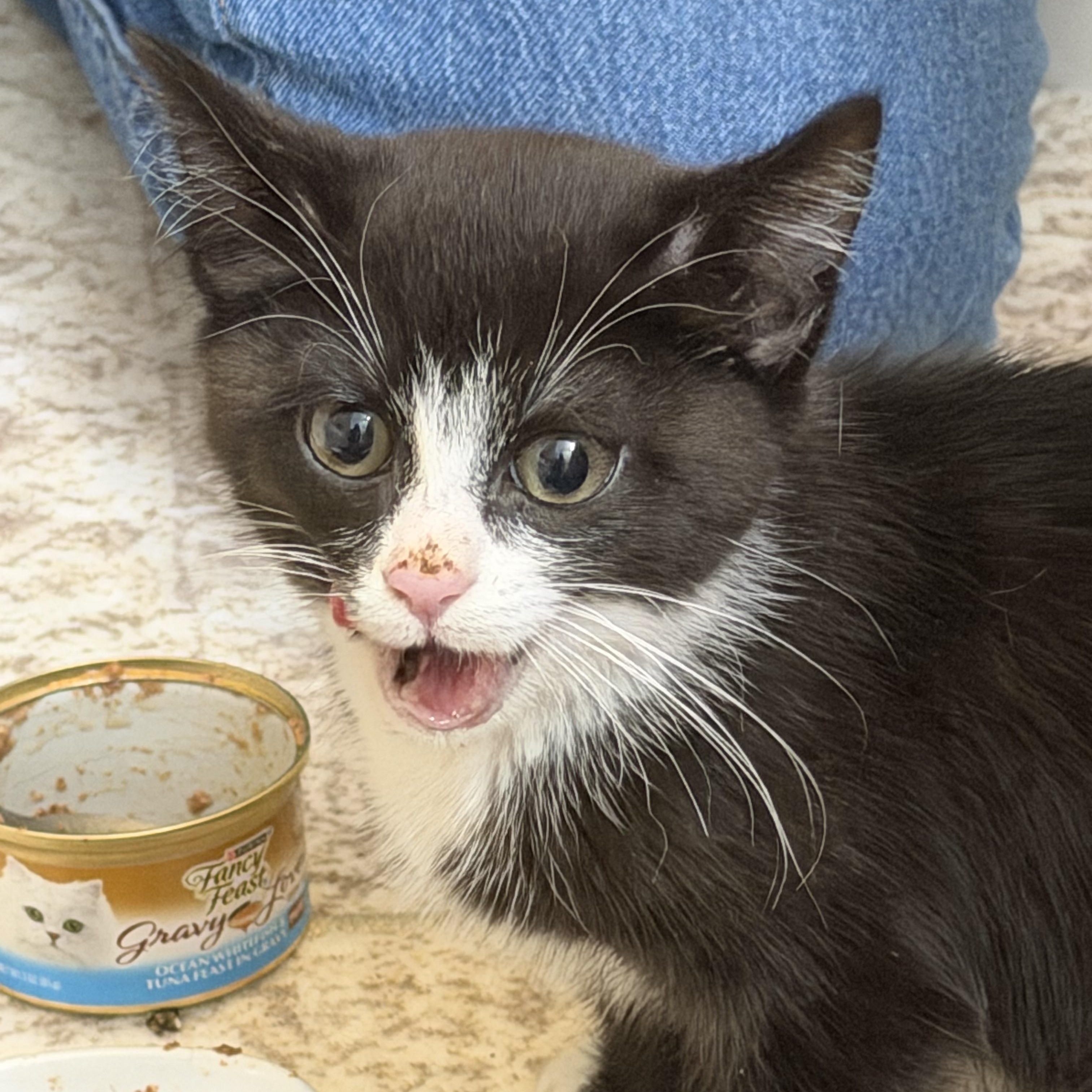 Enlarge Loki, a ADOPTABLE American Shorthair in Frederick, MD image 4/5