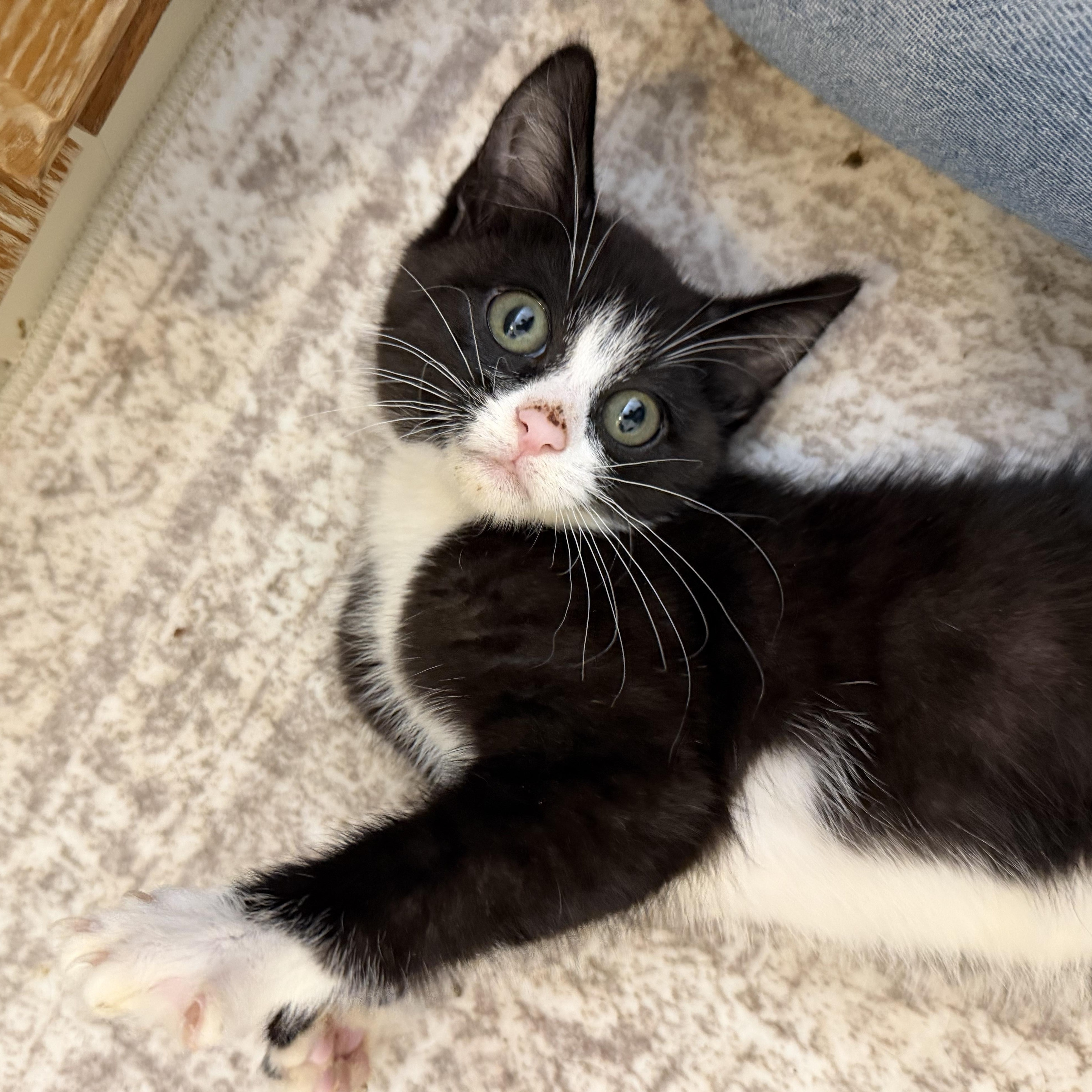Enlarge Loki, a ADOPTABLE American Shorthair in Frederick, MD image 5/5