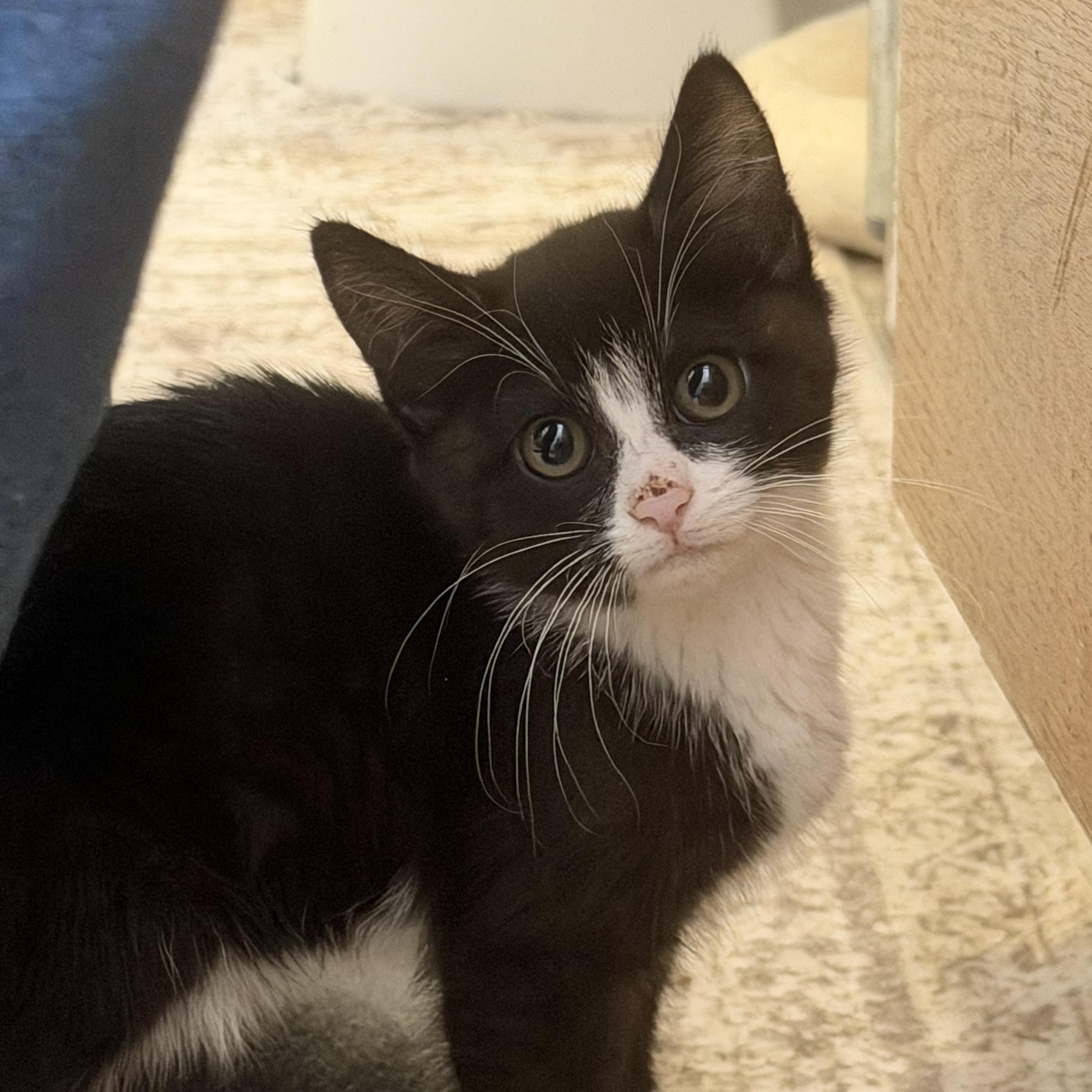 Enlarge Loki, a ADOPTABLE American Shorthair in Frederick, MD image 2/5