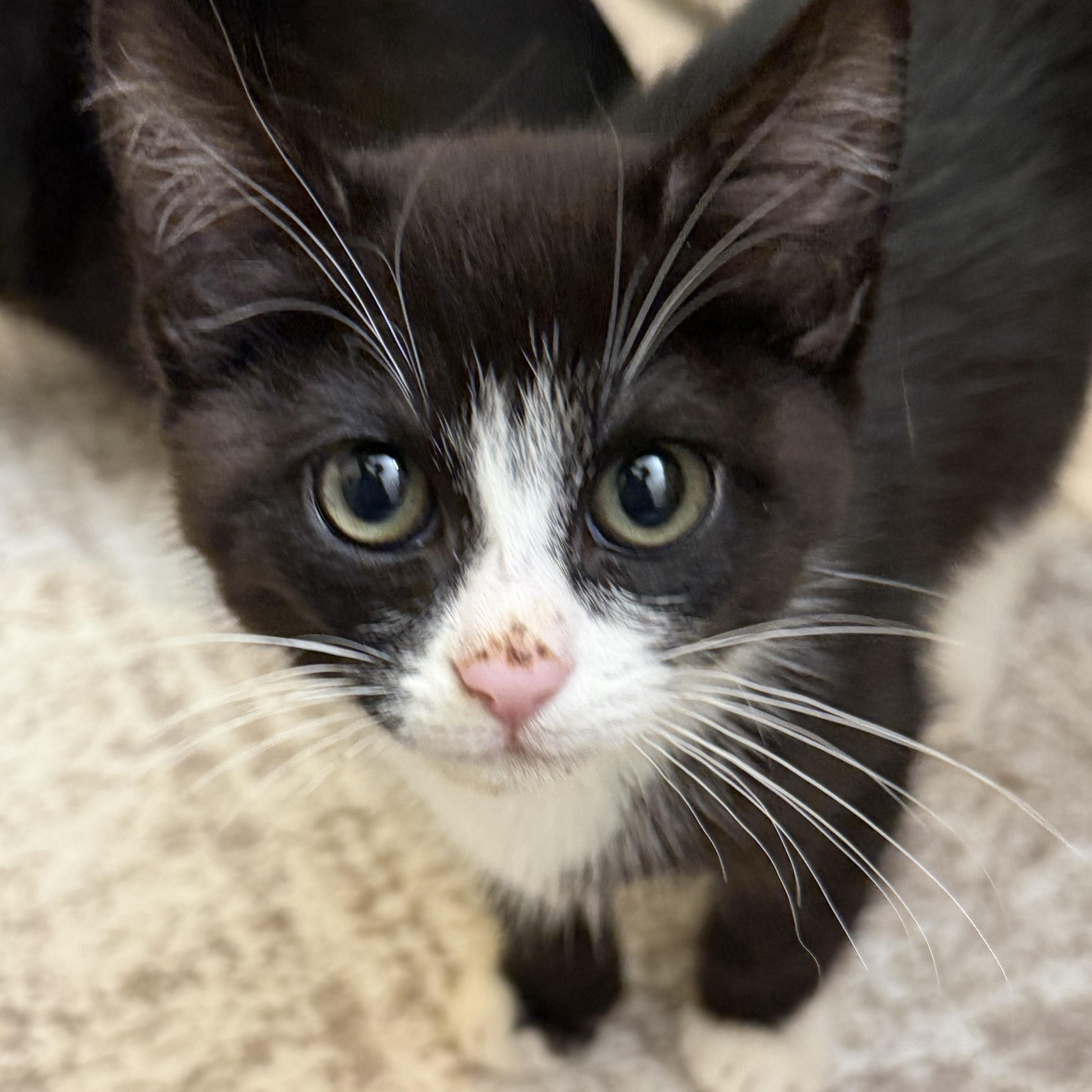 Enlarge Loki, a ADOPTABLE American Shorthair in Frederick, MD image 1/5