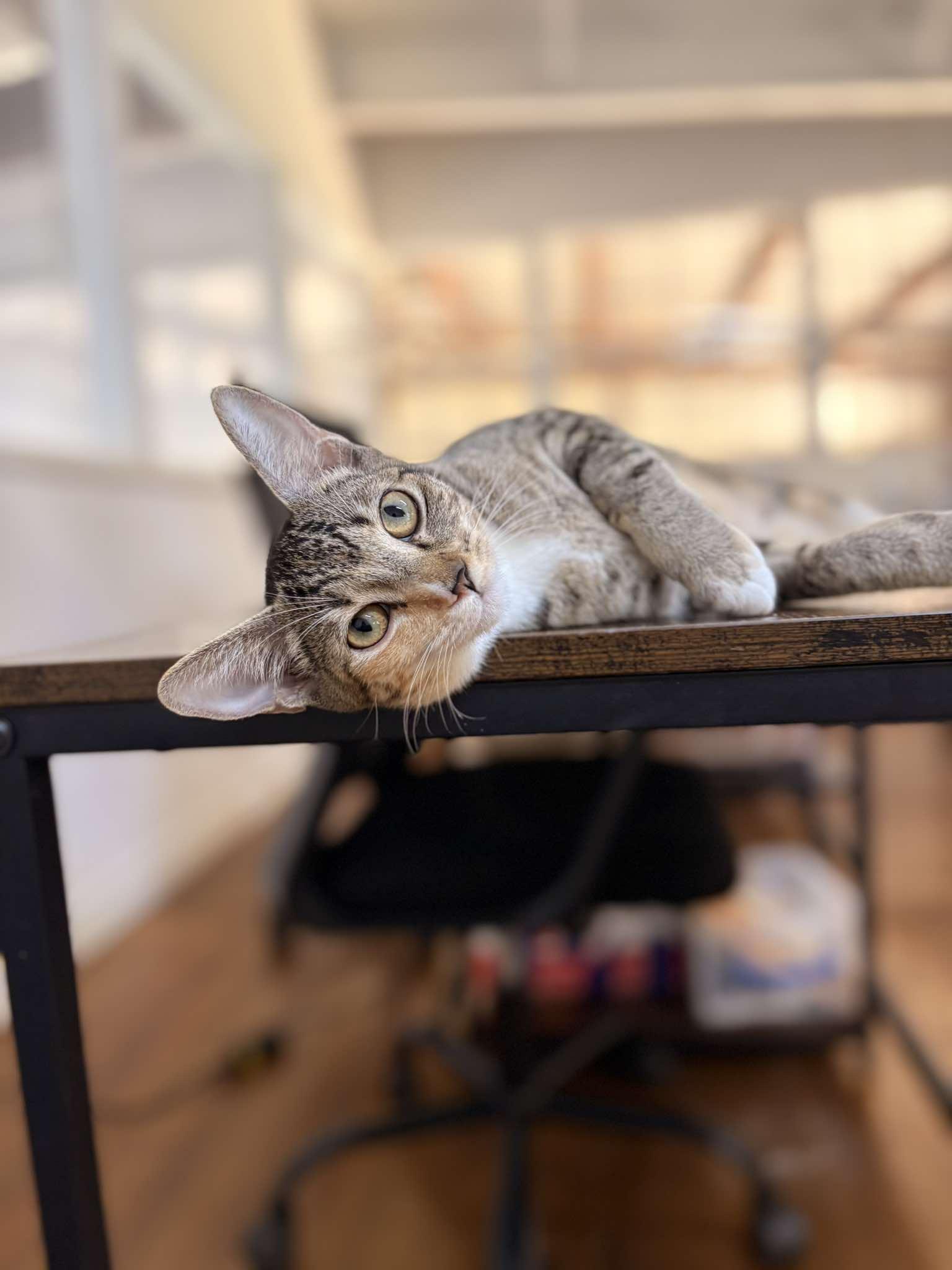 MACY, an adopted mixed breed in Etobicoke, ON image 2/2