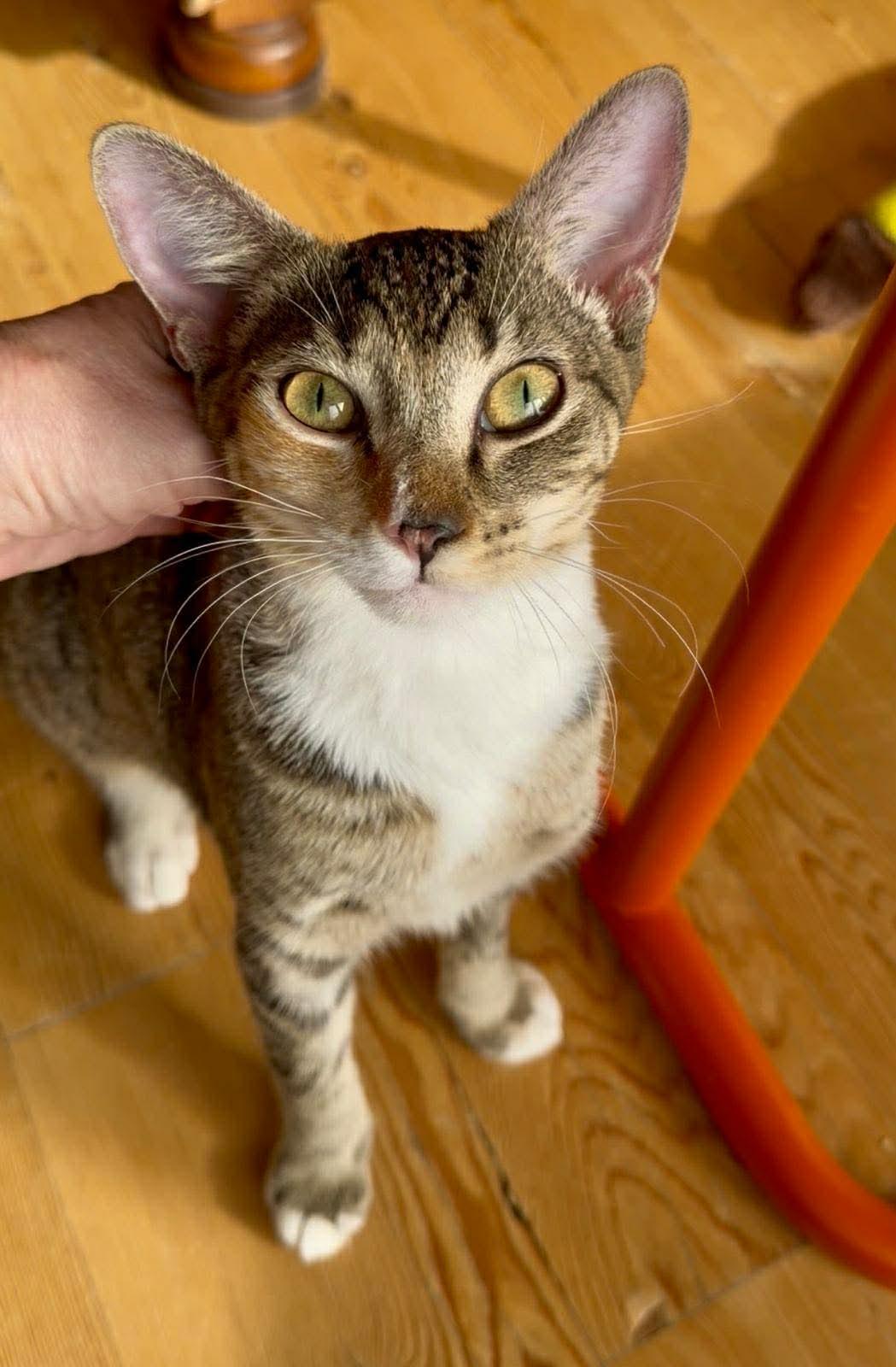 MACY, an adopted mixed breed in Etobicoke, ON image 1/2