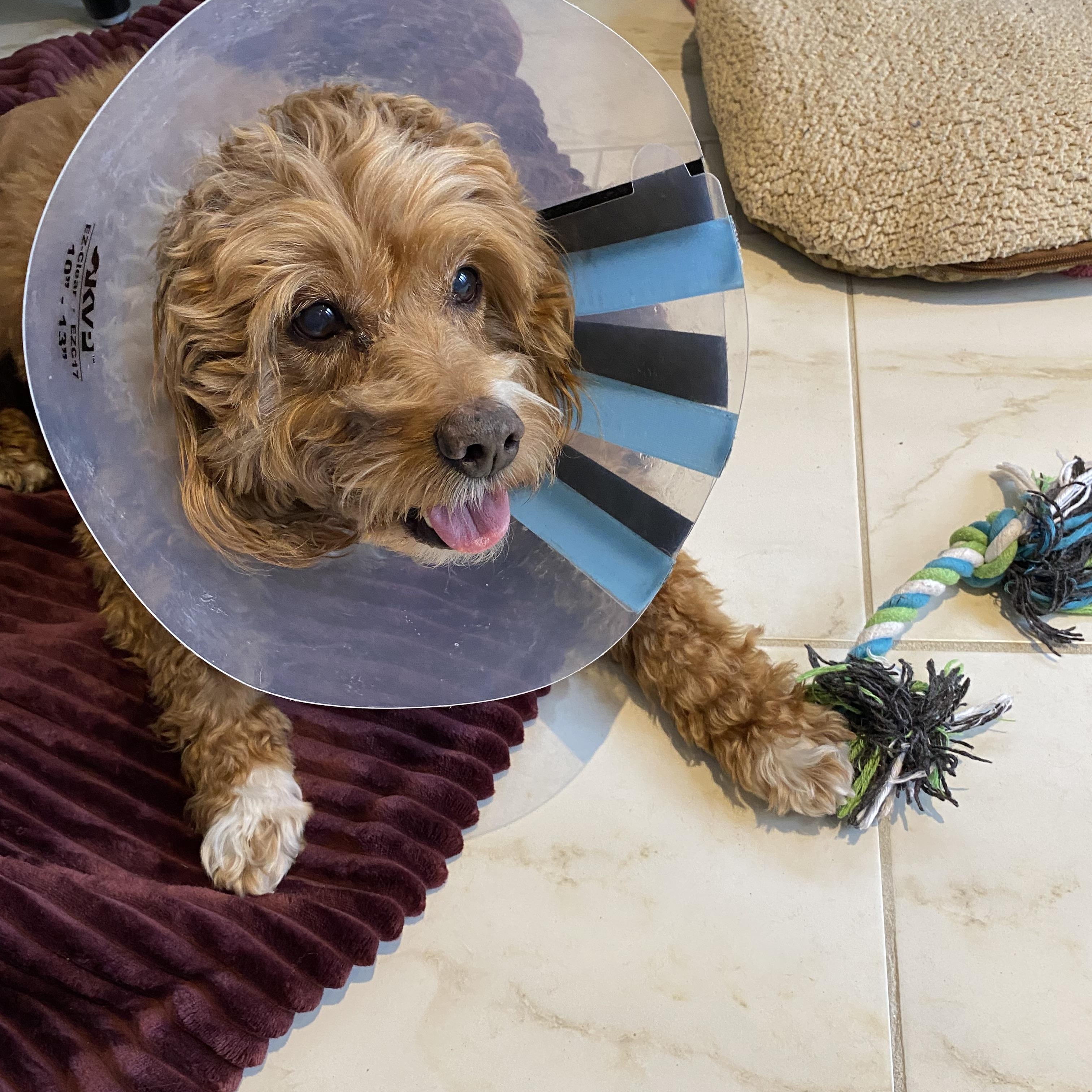 Enlarge Bongo, a ADOPTABLE mixed breed in Toronto, ON image 4/4