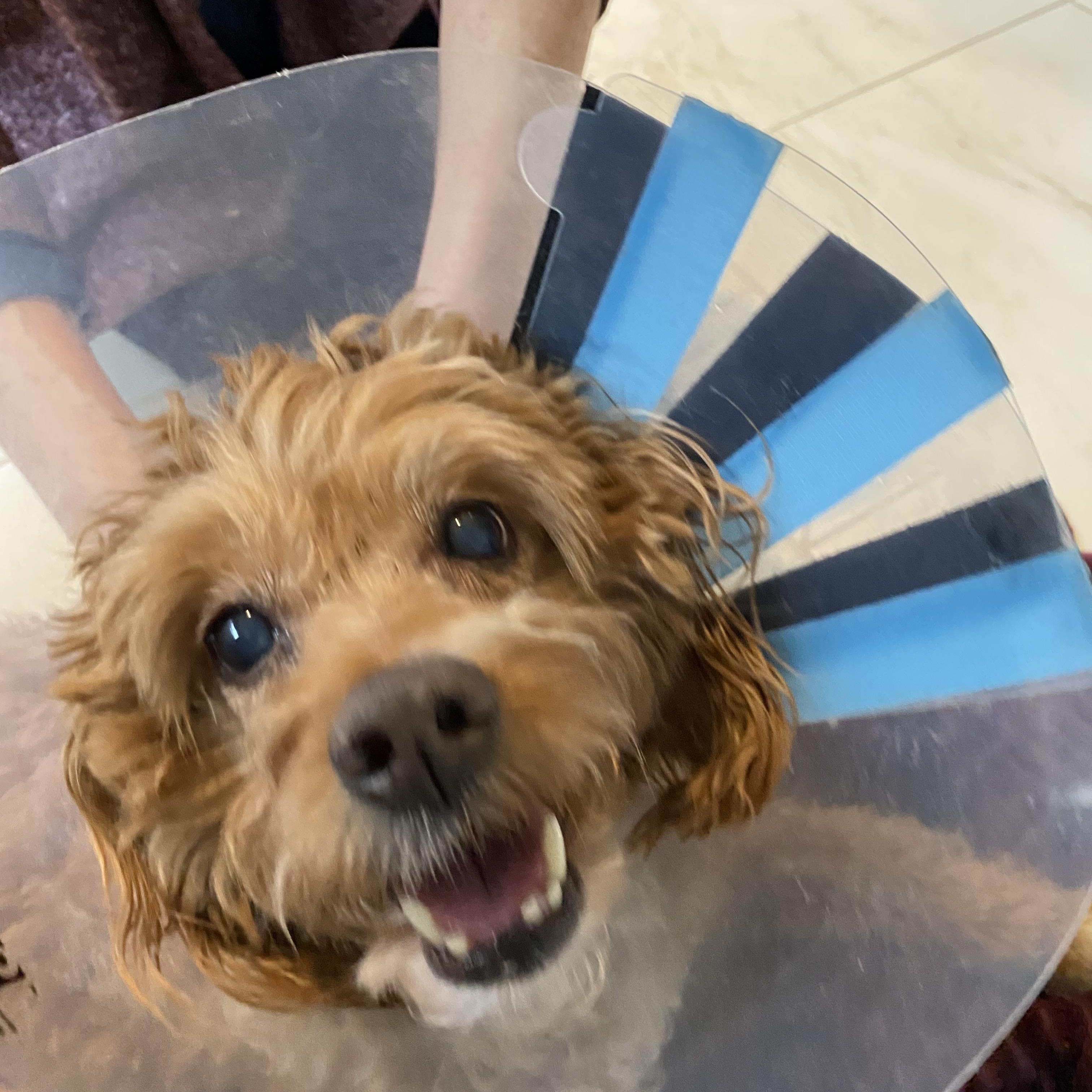 Bongo, ADOPTABLE, Senior Male Goldendoodle.