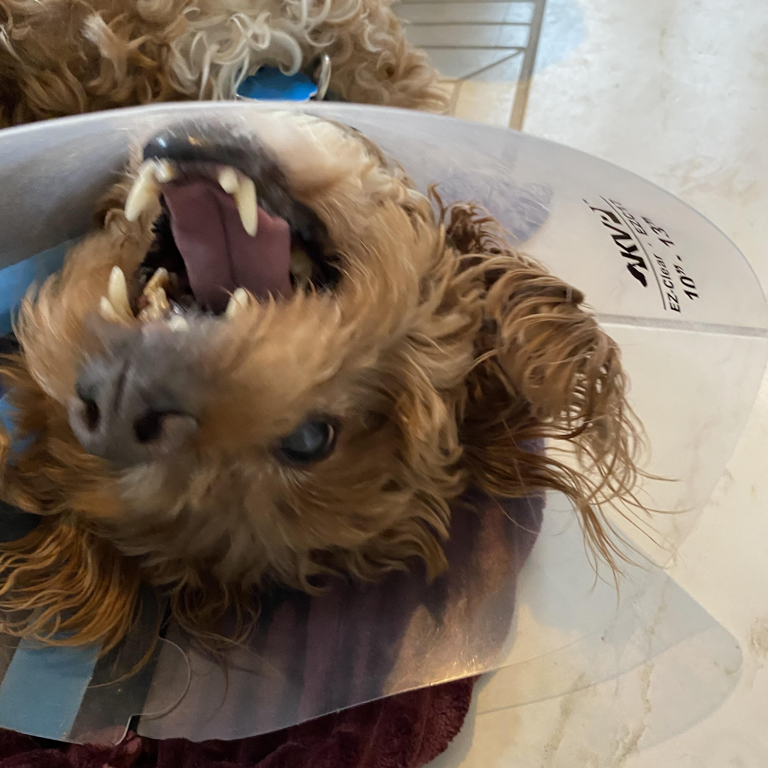 Enlarge Bongo, a ADOPTABLE mixed breed in Toronto, ON image 3/4