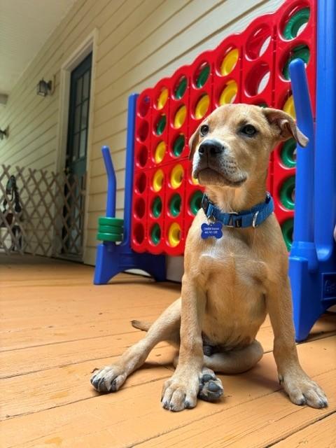 Fred reduced fee, ADOPTABLE, Puppy Male Mixed Breed.