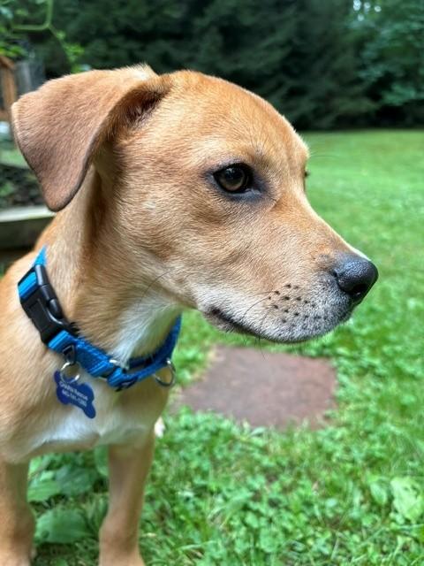Fred, ADOPTABLE, Puppy Male German Shepherd Dog.