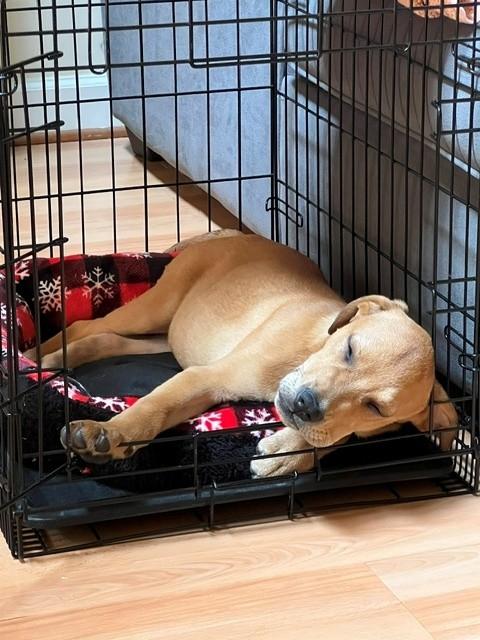Fred, a ADOPTABLE mixed breed in Columbia, MD image 4/4