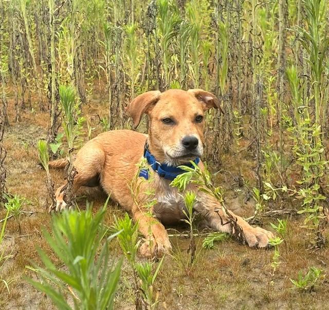Fred, a ADOPTABLE mixed breed in Columbia, MD image 2/4