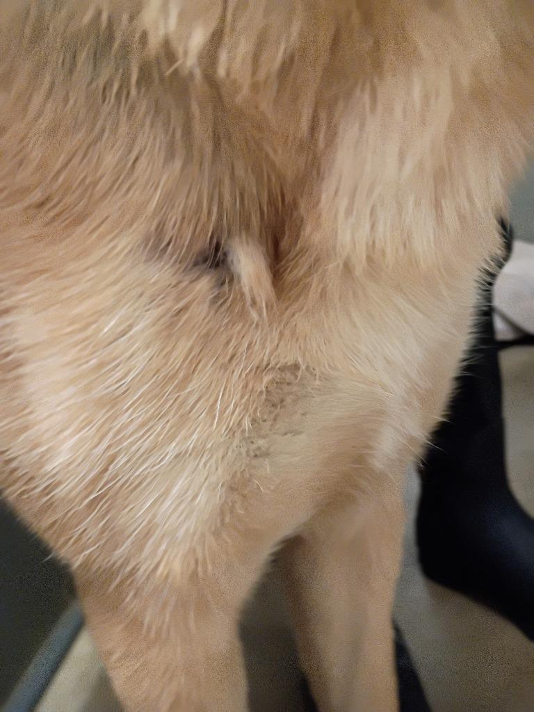 Ozzy, Adoptable, Young Male German Shepherd Dog.