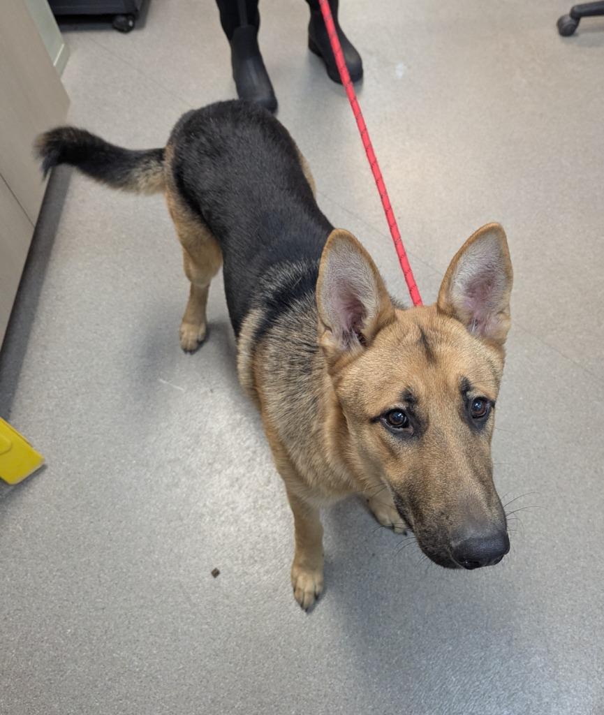 Enlarge Ozzy, a Adoptable German Shepherd Dog in La Porte, IN image 2/2