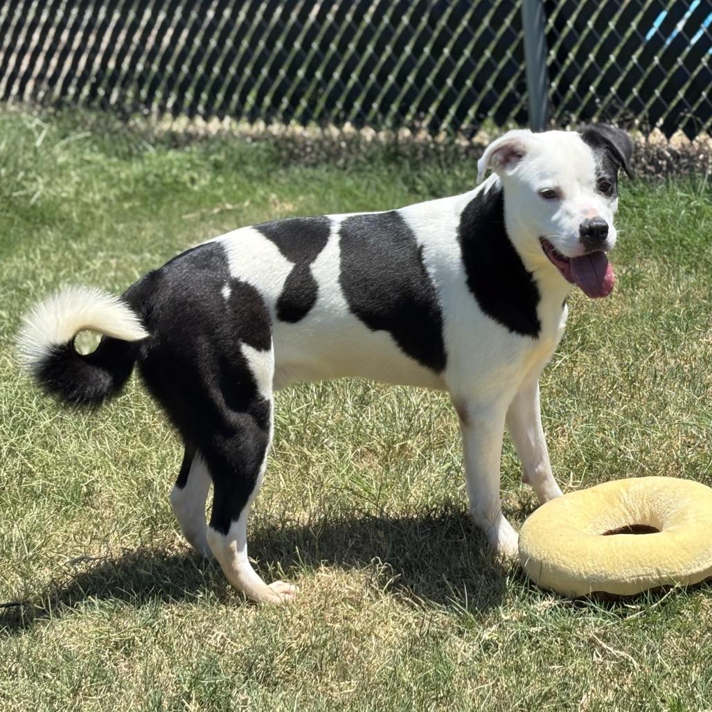 Rocky, Adoptable, Adult Male Pit Bull Terrier.
