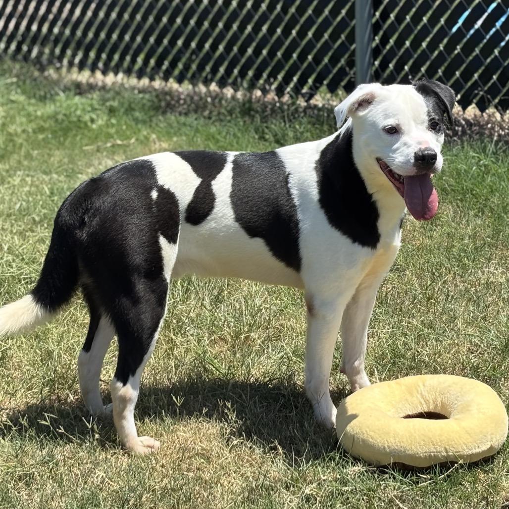 Enlarge Rocky, a Adoptable Pit Bull Terrier in Norman, OK image 2/3