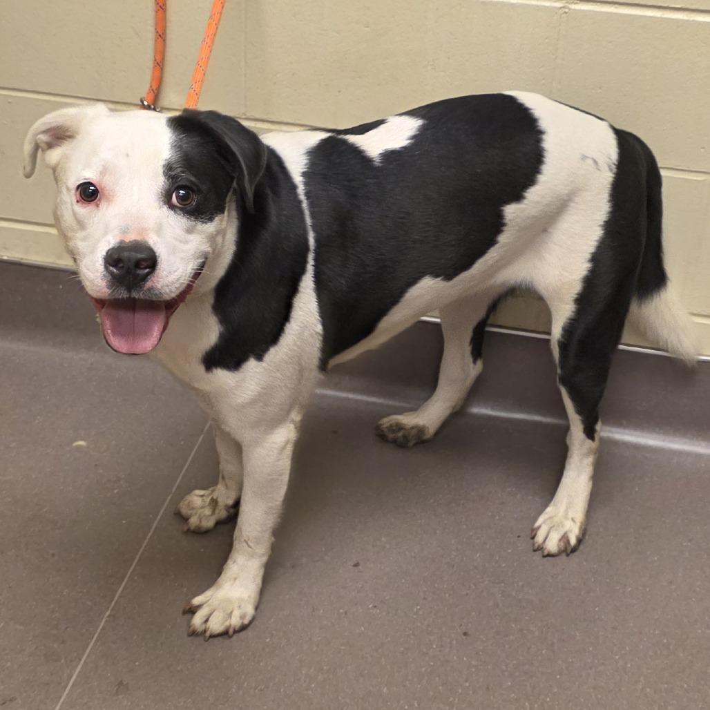 Rocky, Adoptable, Adult Male Pit Bull Terrier.