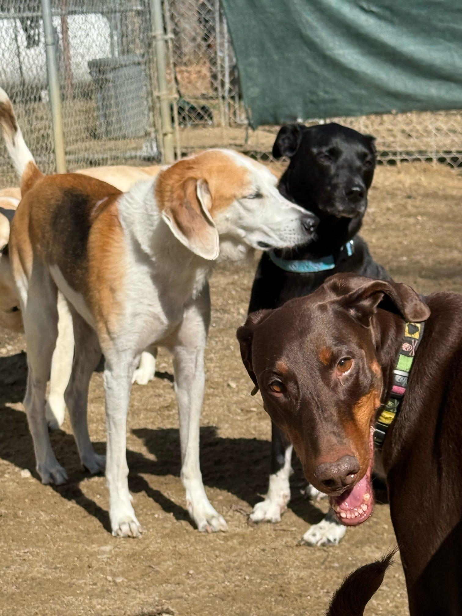 Charlie, Adoptable, Adult Male Treeing Walker Coonhound.