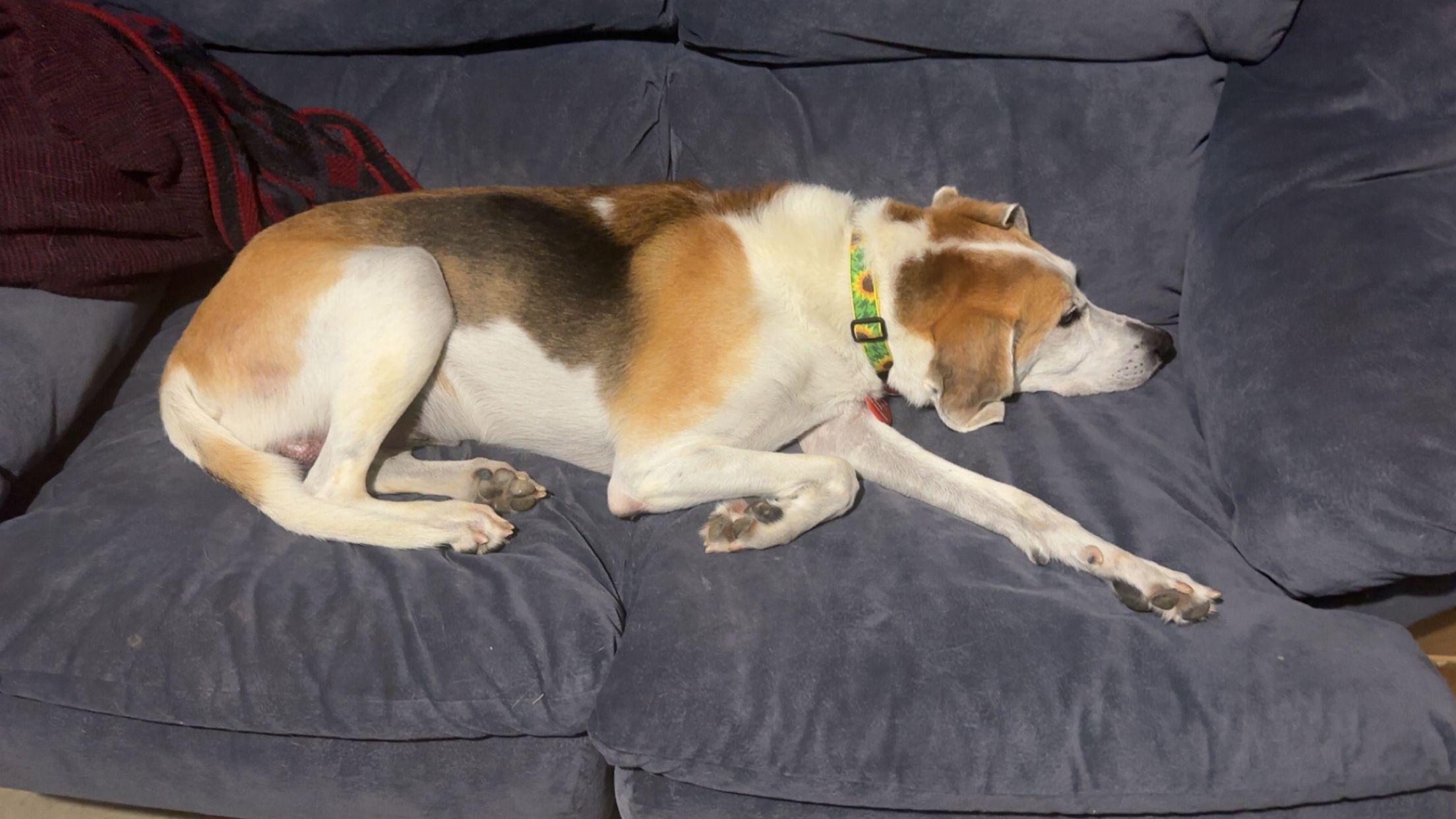 Charlie, a Adoptable Treeing Walker Coonhound in Peterborough, NH image 4/4