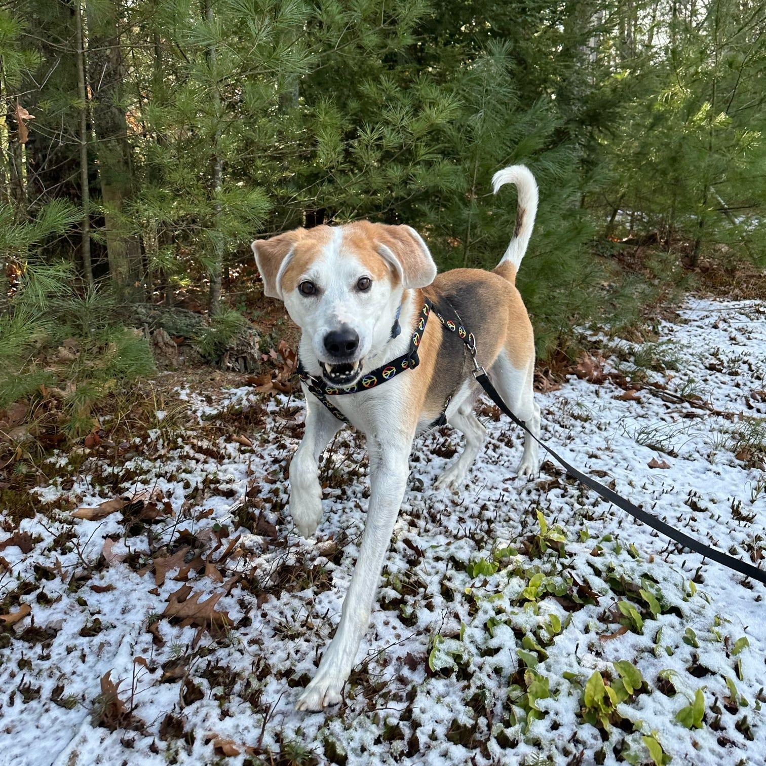 Charlie, an adoptable Treeing Walker Coonhound in Peterborough, NH, 03458 | Photo Image 4