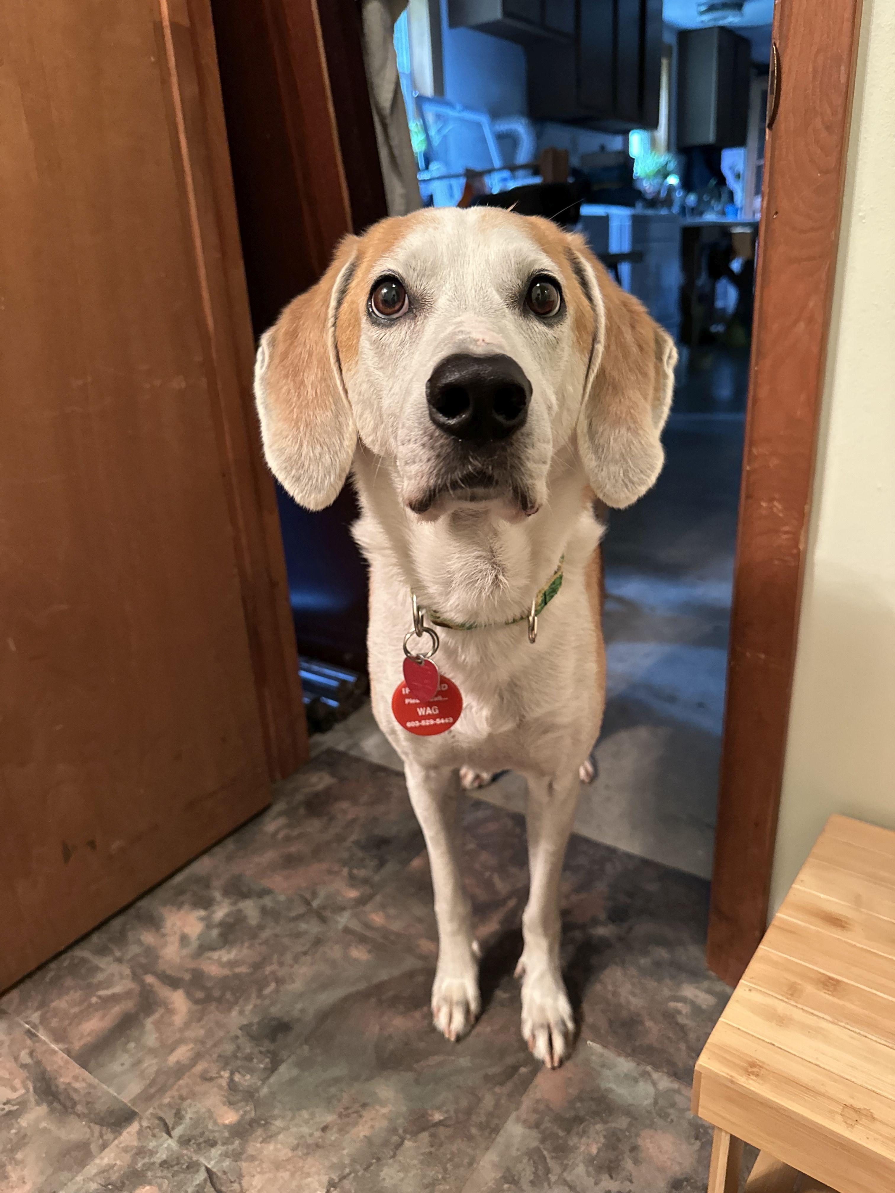 Charlie, a Adoptable Treeing Walker Coonhound in Peterborough, NH image 3/4