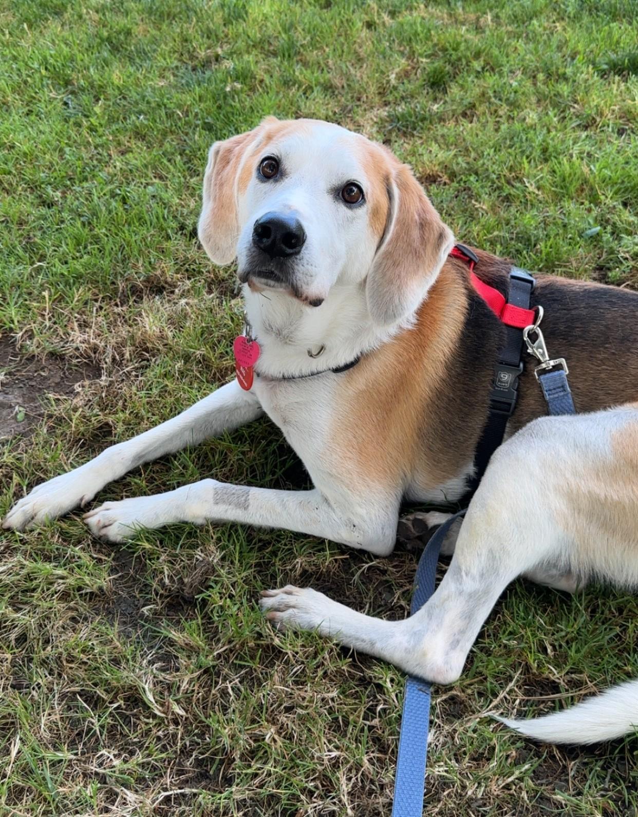 Charlie, an adoptable Treeing Walker Coonhound in Peterborough, NH, 03458 | Photo Image 1