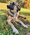 Enlarge Nova, a Adoptable mixed breed in Sudbury, MA image 2/2