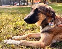 Nova, Adoptable, Puppy Female Shepherd.