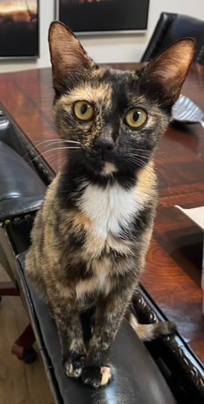Callie, Adopted, Young Female Tortoiseshell.