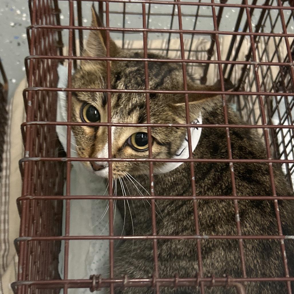 Enlarge C1, a Adoptable Domestic Short Hair in Bronson, FL image 1/1