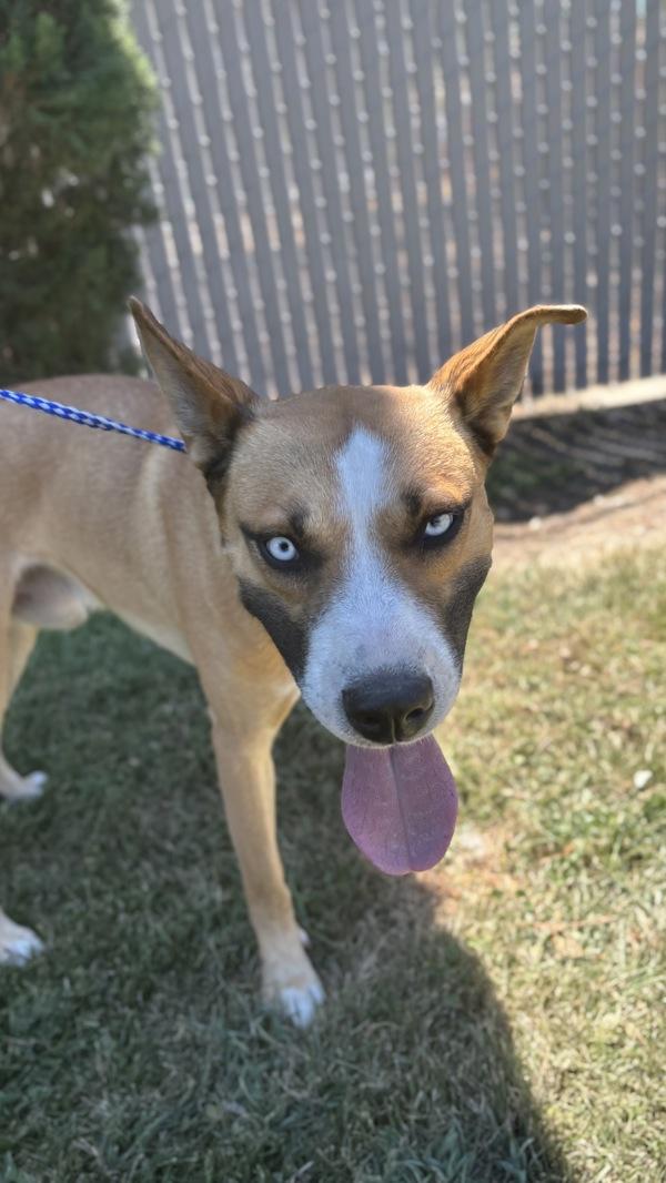 Goose, Adoptable, Adult Male Shepherd.