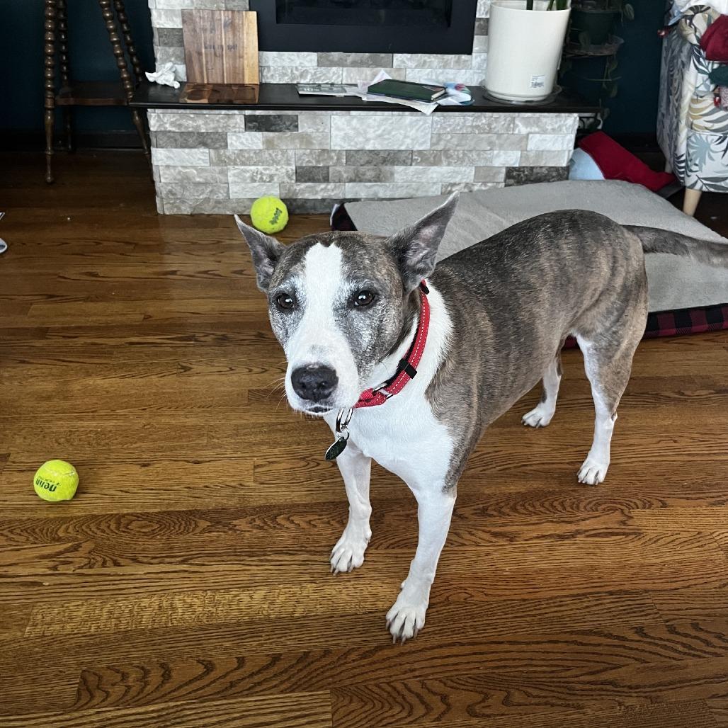Enlarge Stella, a Adoptable Pit Bull Terrier in Northbrook, IL image 1/6