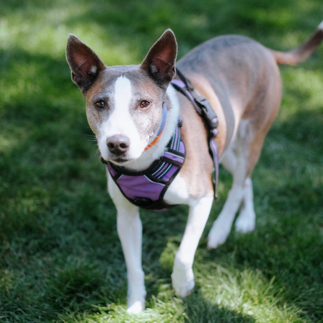 Enlarge Stella, a Adoptable Pit Bull Terrier in Northbrook, IL image 2/6