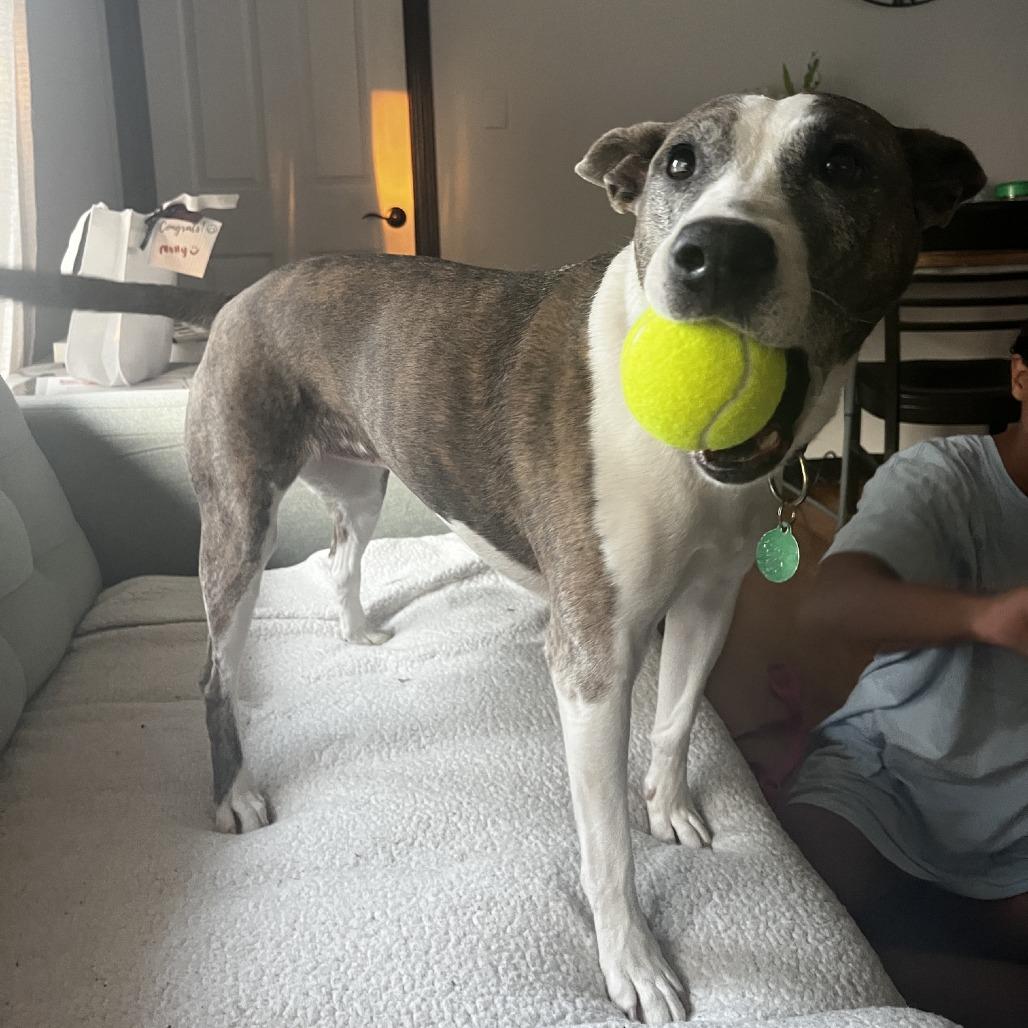 Enlarge Stella, a Adoptable Pit Bull Terrier in Northbrook, IL image 3/6