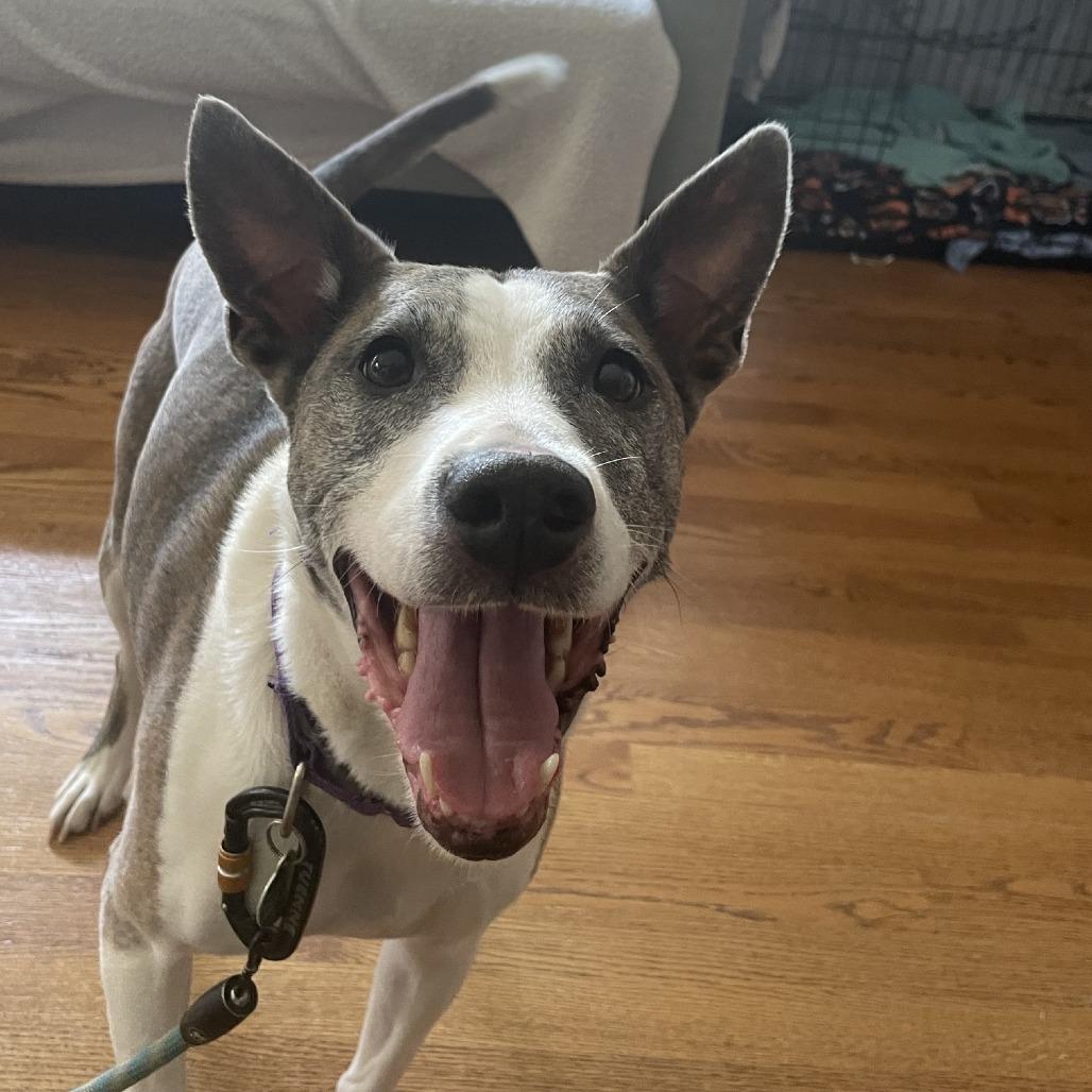 Enlarge Stella, a Adoptable Pit Bull Terrier in Northbrook, IL image 5/6