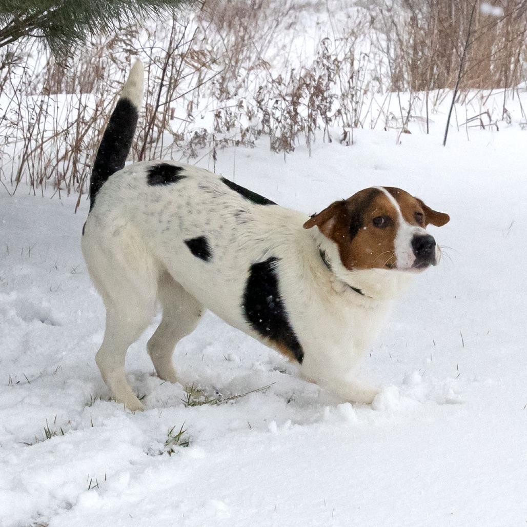 Donner, Adoptable, Young Male Hound.