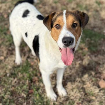 Enlarge Donner, a Adoptable mixed breed in Erie, PA image 1/2