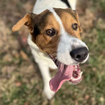 Enlarge Donner, a Adoptable mixed breed in Erie, PA image 2/2