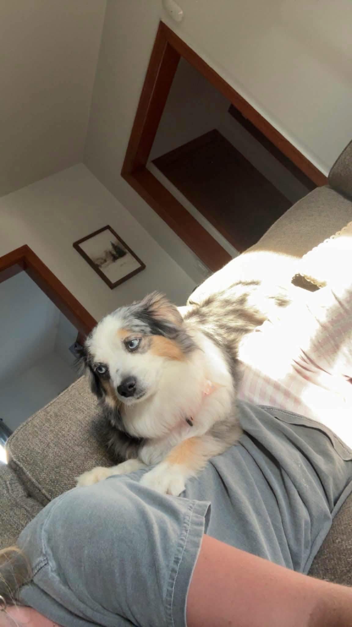 Enlarge Maisy, a Adopted Australian Shepherd in New London, WI image 1/3