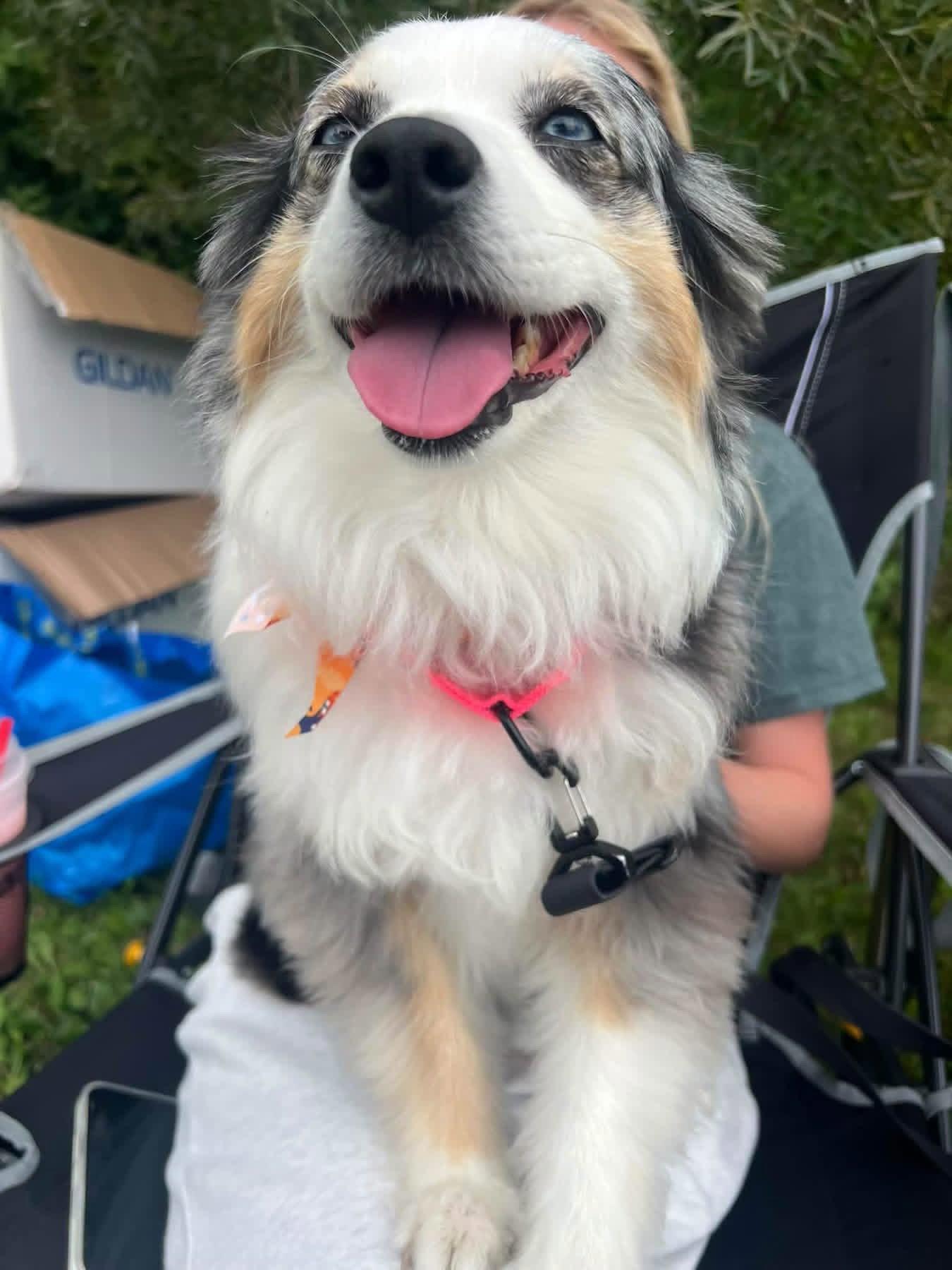 Enlarge Maisy, a Adopted Australian Shepherd in New London, WI image 2/3