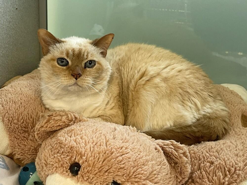Bay, a Adoptable Domestic Short Hair in Trenton, ME image 1/4