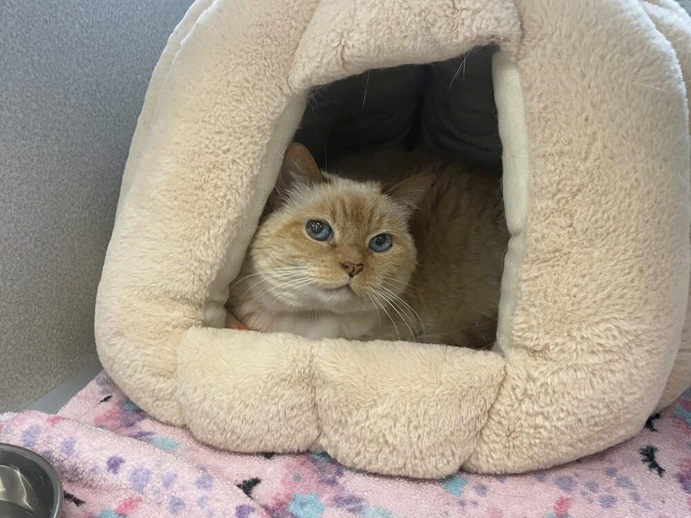 Bay, a Adoptable Domestic Short Hair in Trenton, ME image 2/4