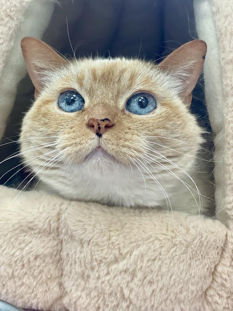 Bay, a Adoptable Domestic Short Hair in Trenton, ME image 3/4