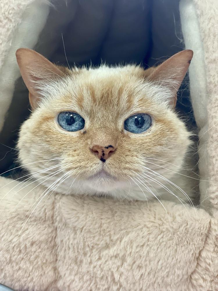 Bay, a Adoptable Domestic Short Hair in Trenton, ME image 4/4