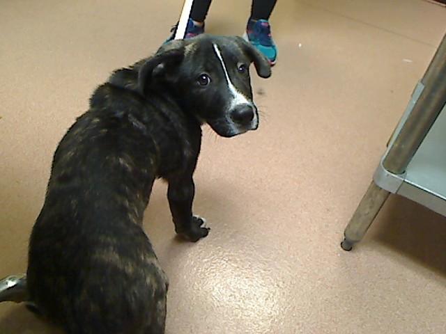 Enlarge CB, a Adoptable mixed breed in Cookeville, TN image 1/1