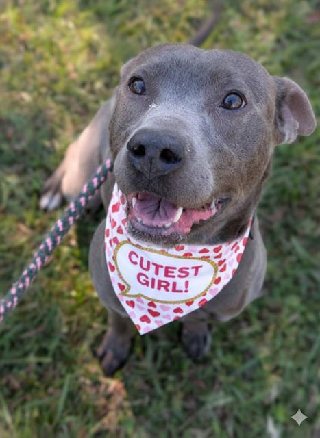 Enlarge LUNA, a Adoptable Mixed Breed in Jacksonville, FL image 1/1