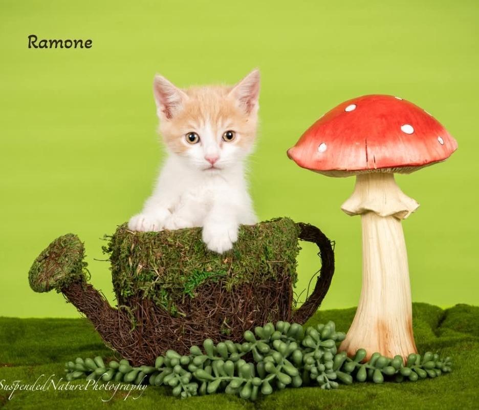 Ramone, Adoptable, Kitten Male Domestic Short Hair.
