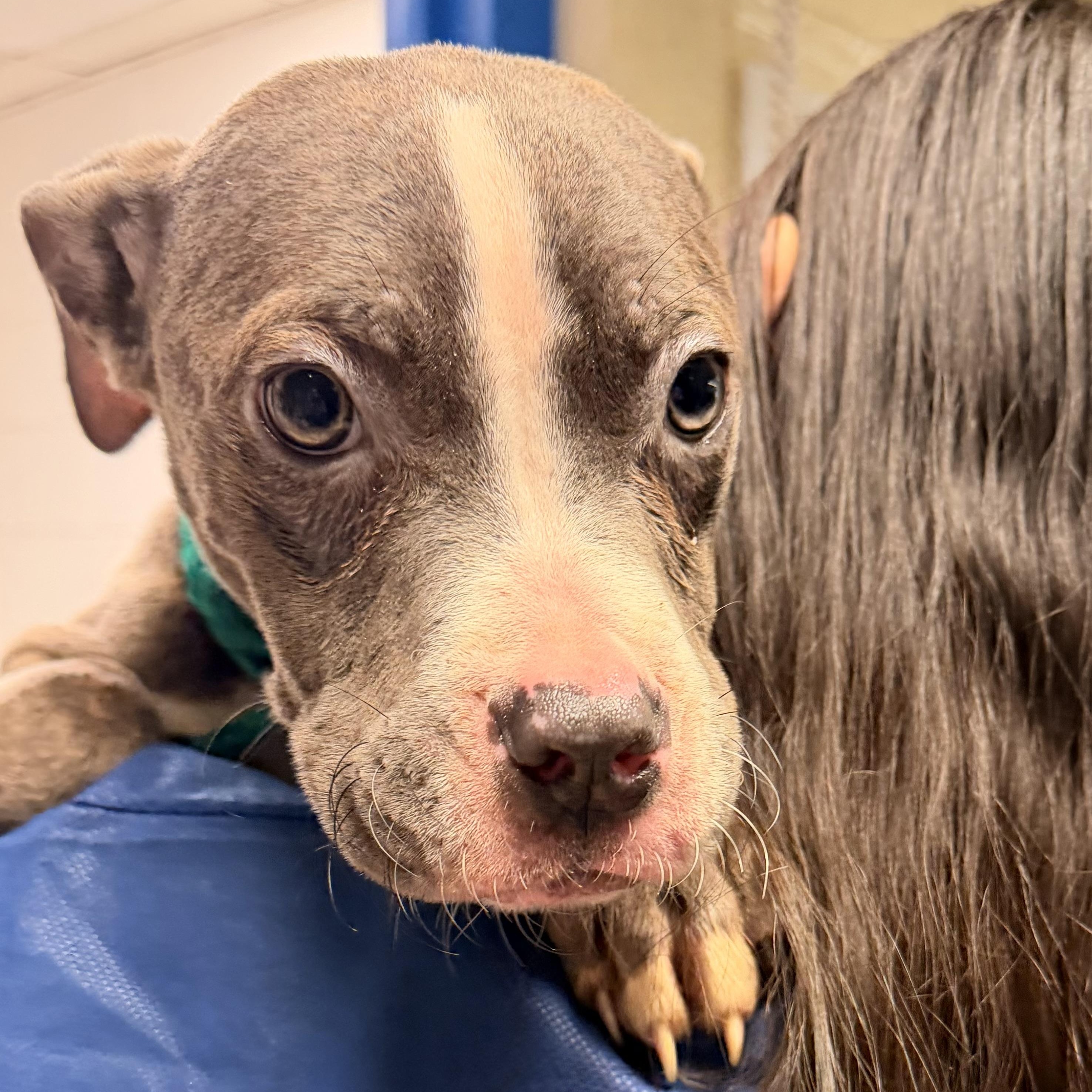 Bully, adopted, Puppy Male Pit Bull Terrier.