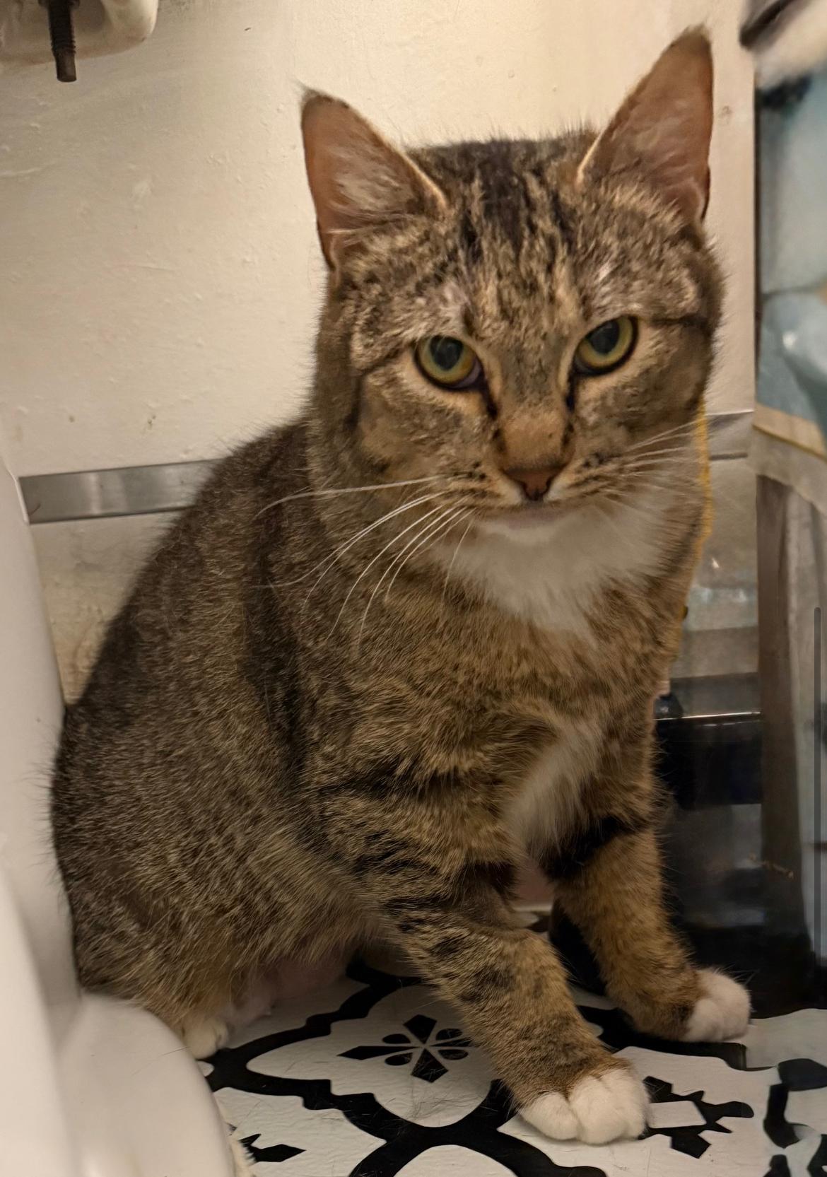 Enlarge Honey, a ADOPTABLE Domestic Short Hair in Vancouver, BC image 4/4