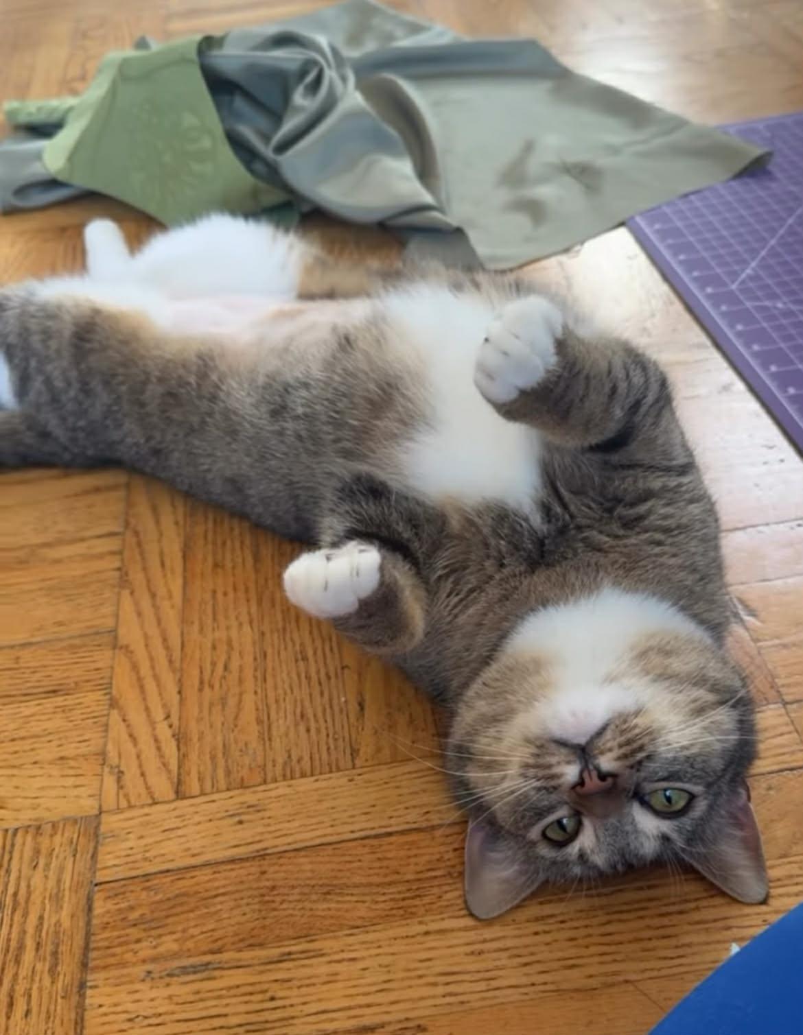 Enlarge Honey, a ADOPTABLE Domestic Short Hair in Vancouver, BC image 2/4