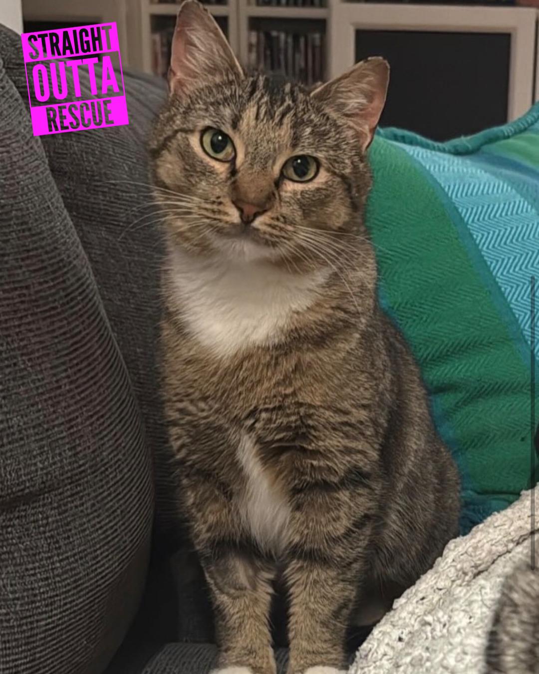 Enlarge Honey, a ADOPTABLE Domestic Short Hair in Vancouver, BC image 1/4