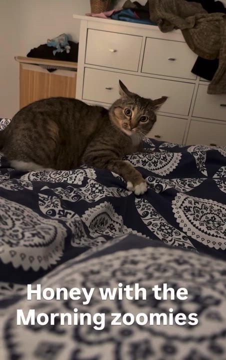 Enlarge Honey, a ADOPTABLE Domestic Short Hair in Vancouver, BC video 3/4