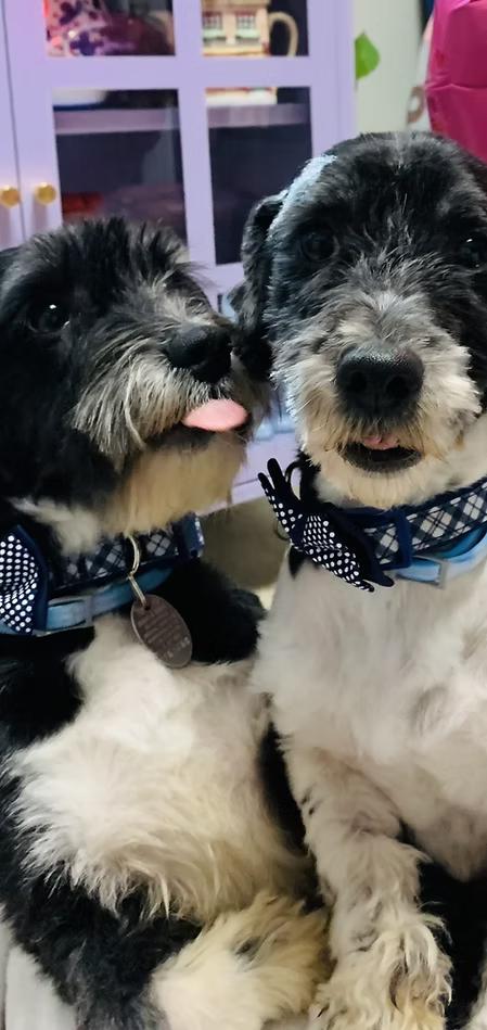 Enlarge Buddy & Pal, an adopted mixed breed in Monroeville, PA image 2/2